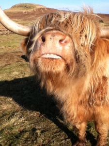 Smiling Cow